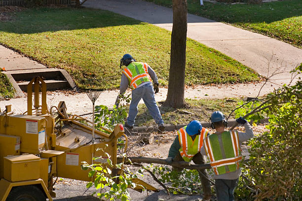 Best Seasonal Cleanup (Spring/Fall)  in Thornton, IL