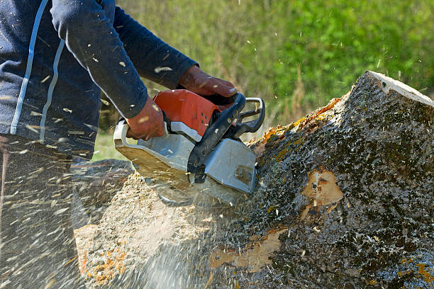 Trusted Thornton, IL Tree Services Experts